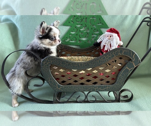 Medium Photo #7 Chihuahua Puppy For Sale in NEWVILLE, PA, USA