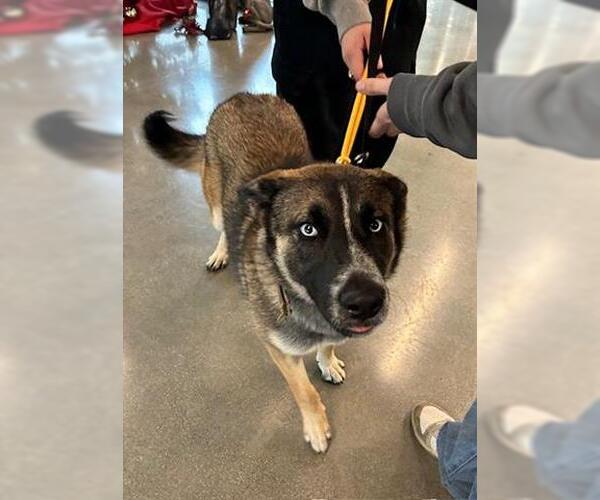 Medium Photo #1 Siberian Husky Puppy For Sale in San Martin, CA, USA