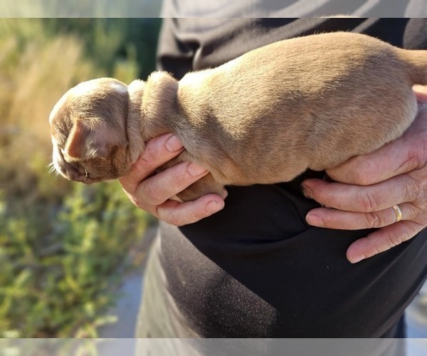 Medium Photo #1 Boston Terrier Puppy For Sale in BERYL, UT, USA