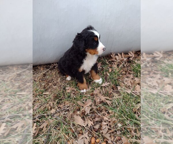 Medium Photo #8 Bernese Mountain Dog Puppy For Sale in MEMPHIS, MO, USA