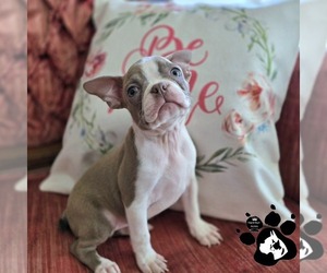 Boston Terrier Puppy for sale in LAKELAND, FL, USA