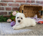 Small #2 West Highland White Terrier