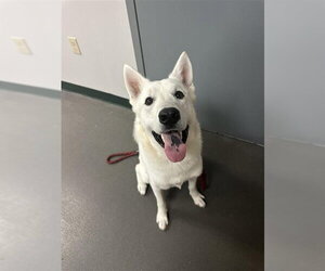 Siberian Husky Dogs for adoption in Corpus Christi, TX, USA