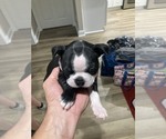 Small Photo #4 Boston Terrier Puppy For Sale in SELMA, NC, USA