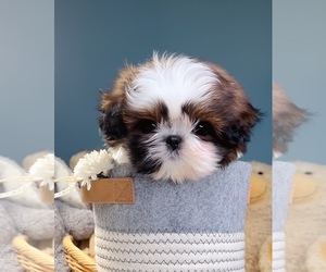 Shih Tzu Puppy for sale in HACIENDA HEIGHTS, CA, USA