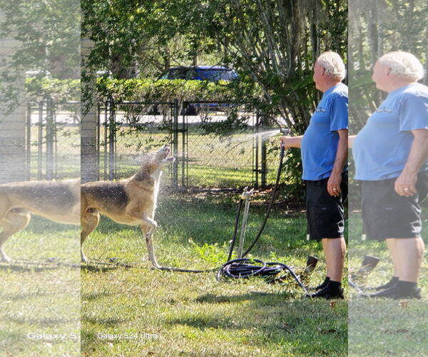 Medium Photo #2 Treeing Walker Coonhound Puppy For Sale in Tampa, FL, USA