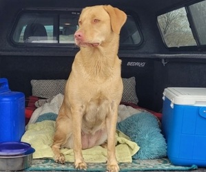 Mother of the Labrador Retriever puppies born on 06/15/2025
