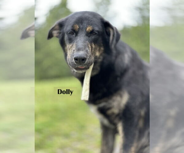 Medium Photo #2 Shepradors Puppy For Sale in Sequim, WA, USA