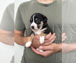 Small #1 Boston Huahua