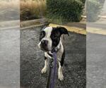 Small #1 Bullboxer Pit