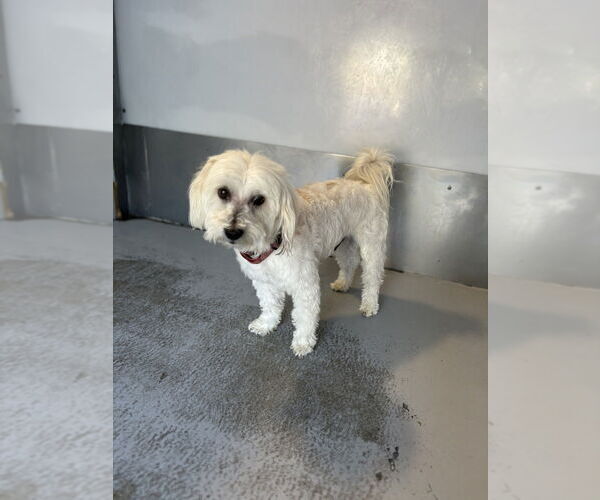 Medium Photo #3 Maltese Puppy For Sale in Studio City, CA, USA