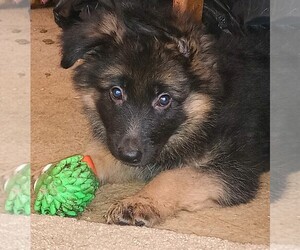 German Shepherd Dog Puppy for sale in YUBA CITY, CA, USA