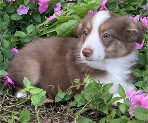 Australian Shepherd Puppy for sale in NEW WASHINGTN, IN, USA