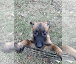 Puppy Green Boy Belgian Malinois