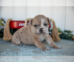 Small #2 Victorian Bulldog