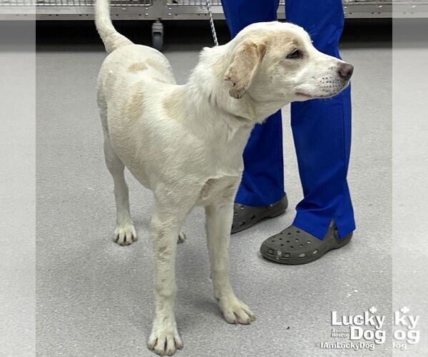 Medium Photo #4 Labrador Retriever-Unknown Mix Puppy For Sale in Washington, DC, USA