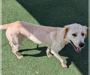 Labrenees Dogs for adoption in Rockwall, TX, USA