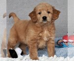 Small Photo #3 Goldendoodle (Miniature) Puppy For Sale in SYRACUSE, IN, USA