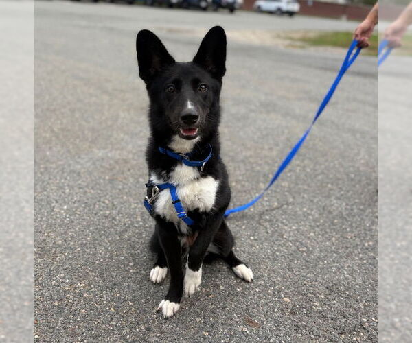 Medium Photo #1 German Shepherd Dog-Siberian Husky Mix Puppy For Sale in Boston, MA, USA