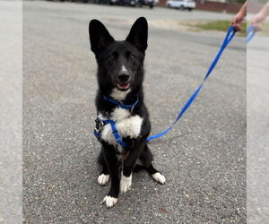 German Shepherd Dog-Siberian Husky Mix Dogs for adoption in Boston, MA, USA