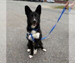 Small German Shepherd Dog-Siberian Husky Mix
