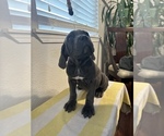 Small Photo #3 Cane Corso Puppy For Sale in RENO, NV, USA