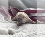 Small Photo #5 French Bulldog Puppy For Sale in RICHLAND, IA, USA