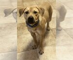Small Photo #4 Labrador Retriever-Unknown Mix Puppy For Sale in Munford, TN, USA