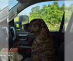 Small #5 American Pit Bull Terrier Mix
