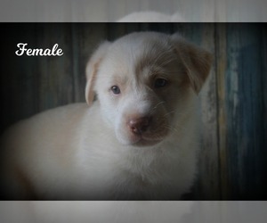 Sheprador Puppy for sale in NILES, MI, USA