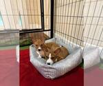 Small Photo #12 Basenji Puppy For Sale in SACRAMENTO, CA, USA
