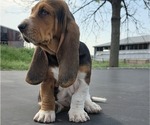 Small Photo #18 Basset Hound Puppy For Sale in GREENLEAF, WI, USA
