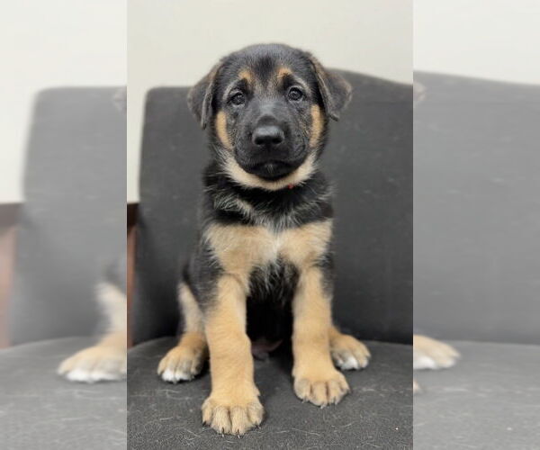Medium Photo #2 German Shepherd Dog-Unknown Mix Puppy For Sale in Bemidji, MN, USA