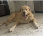 Small #2 Great Pyrenees