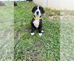 Small Photo #6 Great Dane Puppy For Sale in NEW KENSINGTON, PA, USA