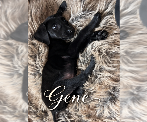 Medium Photo #1 Mutt Puppy For Sale in MIDWAY, UT, USA