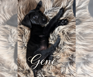 Mutt Dogs for adoption in MIDWAY, UT, USA