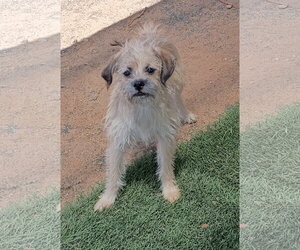 Pal-in back - Male Mutt Dog for Adoption - Photo #2