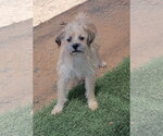 Small Photo #2 Mutt Puppy For Sale in Apple Valley, CA, USA
