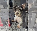 Small Schnauzer (Miniature)