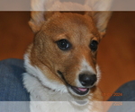 Small Photo #11 Pembroke Welsh Corgi Puppy For Sale in FALLS CITY, OR, USA