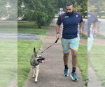 Small #3 German Shepherd Dog