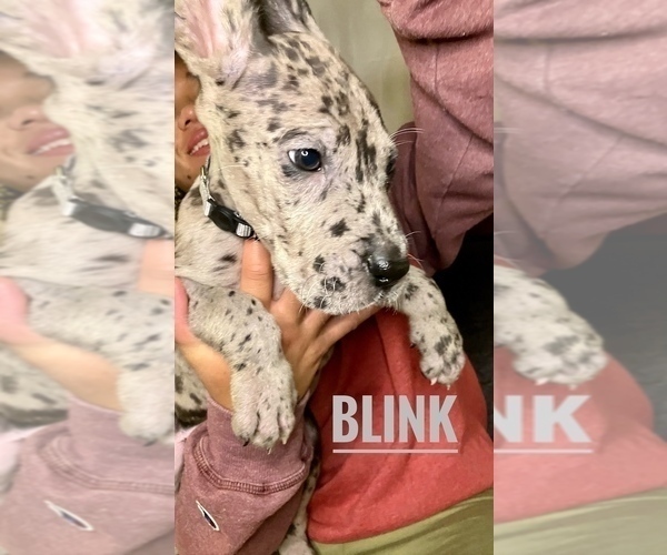 Medium Photo #3 Great Dane Puppy For Sale in COLUMBUS, OH, USA