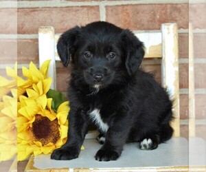 Pembroke Welsh Corgi-Poodle (Toy) Mix Puppy for sale in EPHRATA, PA, USA