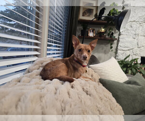 Medium Photo #10 Chihuahua Puppy For Sale in Sandy, UT, USA