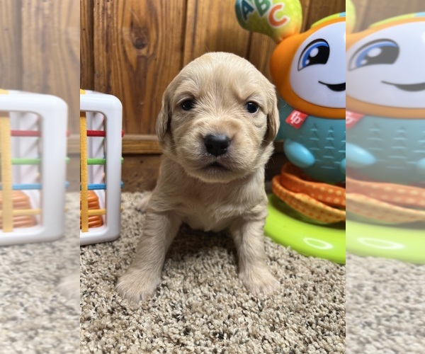 Medium Photo #26 Golden Retriever Puppy For Sale in NEOLA, WV, USA