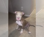 Small American Bully-American Staffordshire Terrier Mix