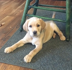 Golden Labrador Puppy for sale in FAYETTEVILLE, GA, USA