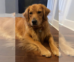 Small Photo #7 Golden Retriever Puppy For Sale in MOORESVILLE, NC, USA