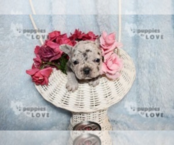 Medium Photo #4 French Bulldog Puppy For Sale in SANGER, TX, USA